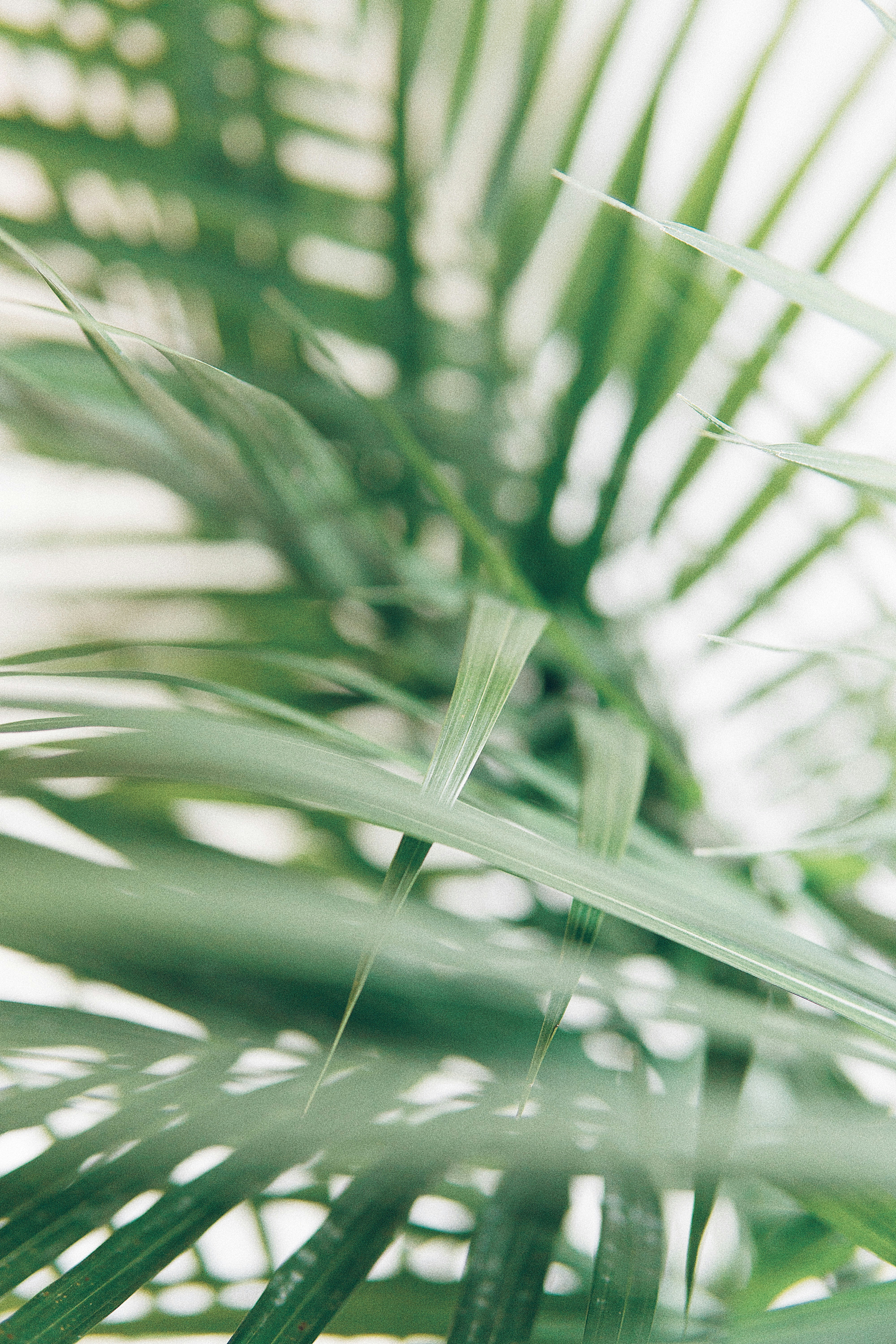 Soft green plant leaves